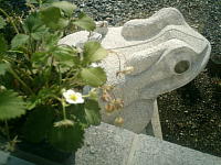 frog