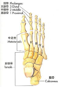 metatarsals