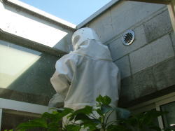 蜂の巣駆除の瞬間