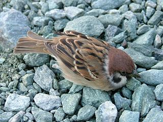 庭のスズメ