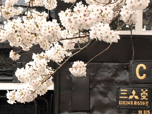 桜と汽車