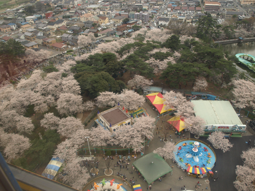 観覧車から見た桜