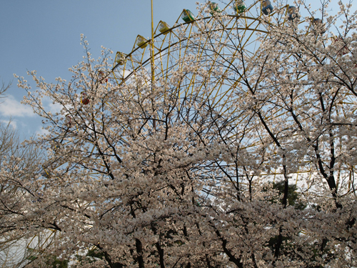 桜と観覧車