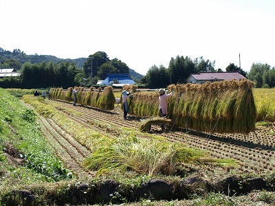 02_稲の天日干し