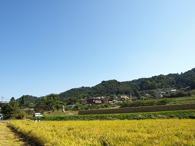 01_田んぼ