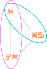 骨格の連動性