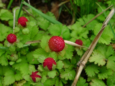 P1020887