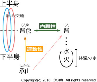 腎兪と承山
