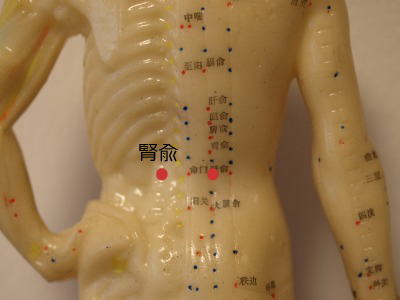 腎兪
