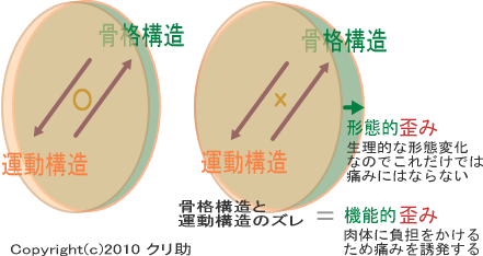 骨格構造と運動構造
