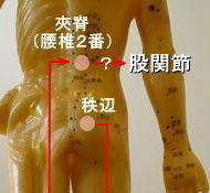 夾脊から股関節