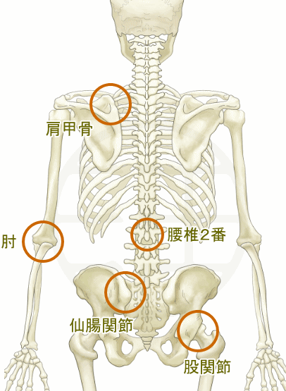 古武術鍼法_連動関係図（骨モデル）
