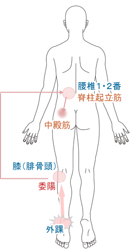 外踝から中殿筋