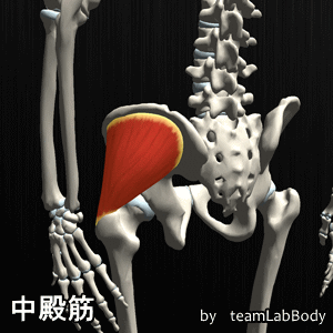 中殿筋