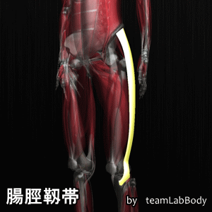 腸脛靱帯