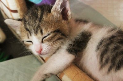 猫のお昼寝