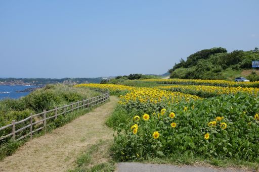 DSCF4652_512