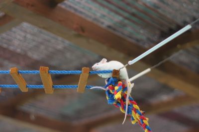 ネズミの綱渡り
