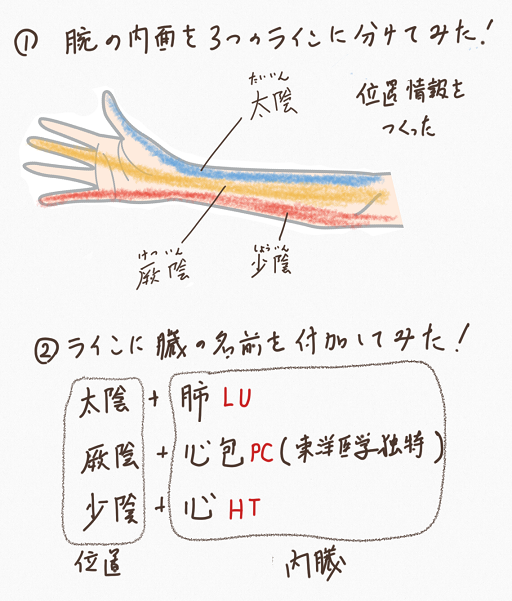 手の三陰と臓腑の配当