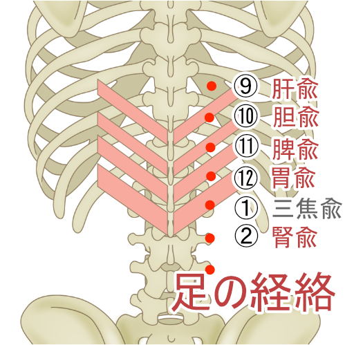 足の経絡