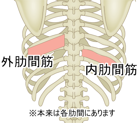 肋間筋