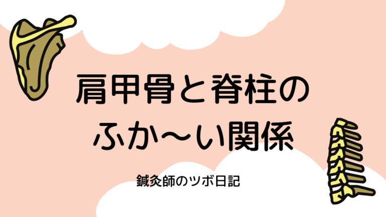 肩甲骨と背骨のふか～い関係